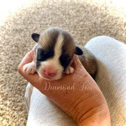 Apollo - Red male Pembroke Welsh Corgi puppy in Weston, Idaho from Diamond Fox Corgis
