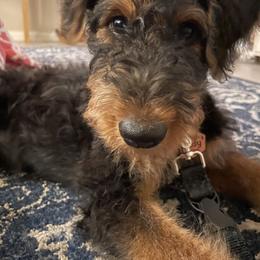Airedale Terrier Puppies from Cool Hand Luke Kennels