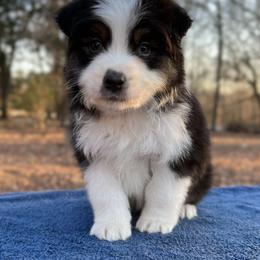 Boy 4 - Black tri-color male Australian Shepherd puppy in Powhatan, Virginia from Ohana Amstaffs and Aussies