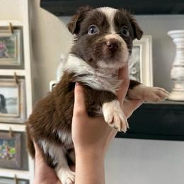 Olive - Red tri-color female Australian Shepherd puppy in Weeki Wachee, Florida from Ace of Spades Australian Shepherds