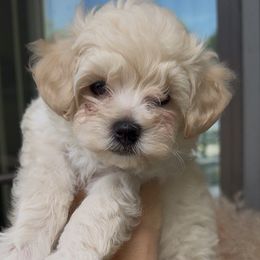 Maltese and Maltipoo Puppies from Iuliia Savisheva