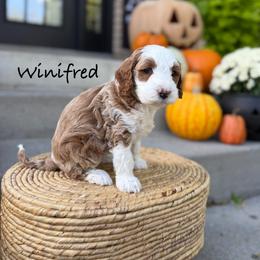 Winifred Sanderson - Red  female Goldendoodle puppy in Springville, Utah from JW Doodles