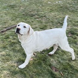 Ava - Labrador Retriever
