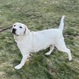 Ava - Labrador Retriever