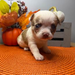 Cookie - Merle female Chihuahua puppy in Greenup, Kentucky from KB Chihuahuas