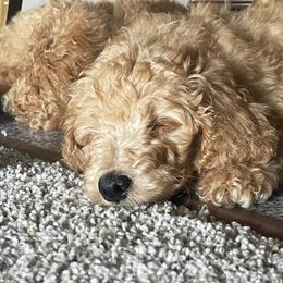 Goldendoodles from Little Paws and company