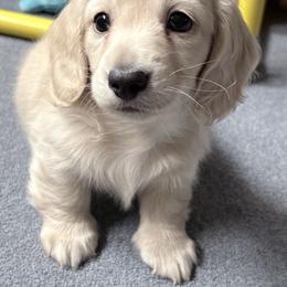 Dallas-AKC - Cream male Dachshund puppy in Caulfield, Missouri from Hocomo Hollow Doxies