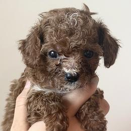 Mulberry - Red female Cavapoo puppy in Greenville, South Carolina from Reedy River Doodles