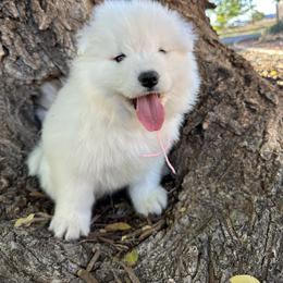 Labrador Retriever and Samoyed Puppies from Carefree Samoyeds & Deserthills Labradors