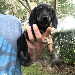 Dachshund Puppies from Miami piebald Dapple Dachshunds