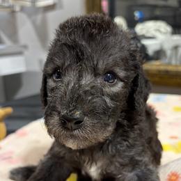 Sinatra - Bedlington Terrier