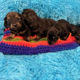 Dachshund Puppies from Bluestar dachshund