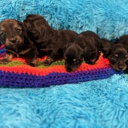 Dachshund Puppies from Bluestar dachshund