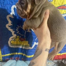Bulldog Puppies from Midwest Monster Made Bulldogs