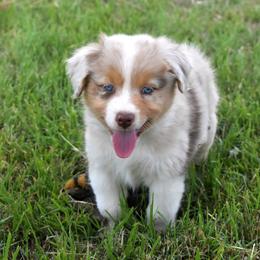 Siren - Red merle female Australian Shepherd puppy in San Tan Valley, Arizona from Mott Ranch - Blazin' Sun Aussies