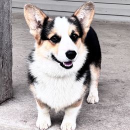 Koda - Pembroke Welsh Corgi