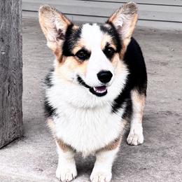 Koda - Pembroke Welsh Corgi