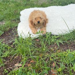 Bambi - Apricot male Poodle puppy in Florida from Puppies Forever 💙❤️🐶
