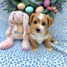 Hart - male Cavapoochon puppy in Bullard, Texas from Cavapoochon Central LLC