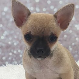 Diesel - Black sabled fawn male Chihuahua puppy in Topeka, Kansas from Barbie's Baby Chihuahuas