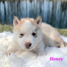 Honey - Red and white female Siberian Husky puppy in Hebron, Kentucky from Glacier Run Huskies