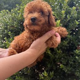 Pekingese, Poodle, and Shih Tzu Puppies from Happy puppies