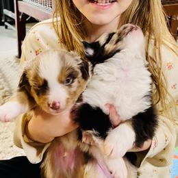 German Shepherd and Miniature American Shepherd Puppies from Bouchard’s Best Shepherds
