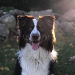Australian Shepherds from RocksStars’ Aussies