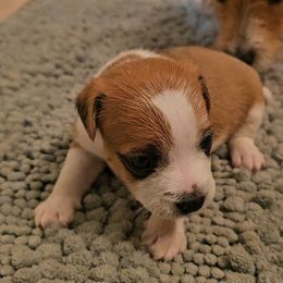 Female 1 - Tan and white male Jack Russell Terrier puppy in Ellendale, Delaware from Reynard Farm