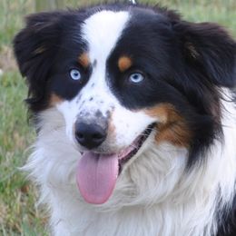 Stitch - Australian Shepherd
