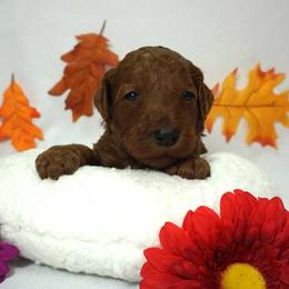 Girl 2 - Red  female Poodle puppy in Mc Henry, Illinois from Sunset Maple Poodles