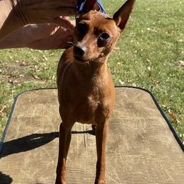 2.0 - Miniature Pinscher