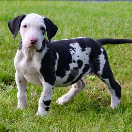 Harl girl 2 - Harlequin female Great Dane puppy in Golconda, Illinois from Breken Great Danes