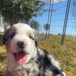 Australian Shepherd Puppies from Hamilton Farms