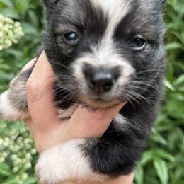 Girl 2 - female Pomsky puppy in Tennessee from Hudson’s Huskies & Pomskies