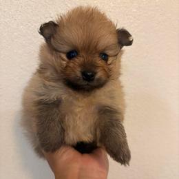 Cuquita - Orange female Pomeranian puppy in Glendale, Arizona from Fam. Pomerania