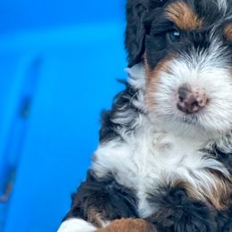 Brian - Tri-color Bernedoodle puppy in Florence, South Carolina from Candy Doodles