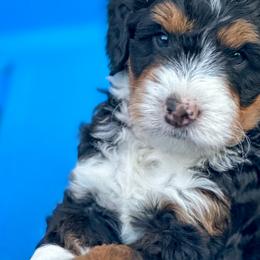 Brian - Tri-color Bernedoodle puppy in Florence, South Carolina from Candy Doodles