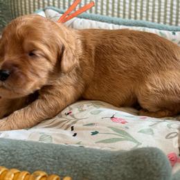 Orange - Red  female Goldendoodle puppy in Hesperia, Michigan from Red Acres Poodles & Doodles