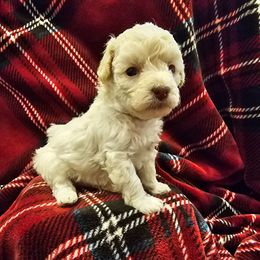 Bernard - Cream male Poodle puppy in Mapleton, Utah from Caboodles Of Poodles