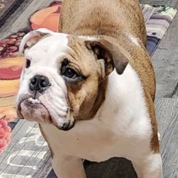 Bulldogs from Rockee Top Bulldogs