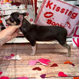 John - Black and tan male Chihuahua puppy in Palmyra, Indiana from Country Star Chihuahuas