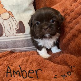 Shih Tzu Puppies from Lux Shih Tzu of New England