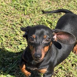 Roz - Black and tan female Dachshund puppy in Waycross, Georgia from Southern Paws