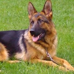 German Shepherds from Vom Lebenstraum