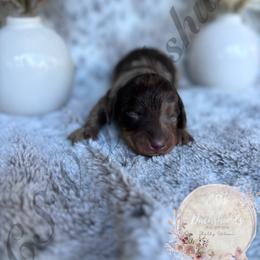 Dachshund Puppies from CSW Dachshunds