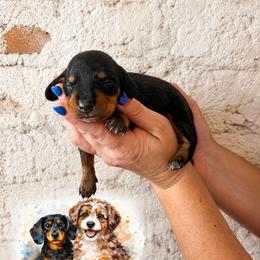 Boy 2 - Black and tan male Dachshund puppy in Waco, Georgia from Huff Family Doxies & Doodles