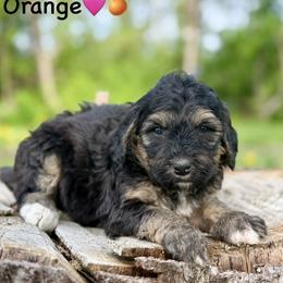 Orange - Phantom female Bernedoodle puppy in Lancaster, Minnesota from Richardville Hunde