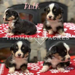 Ruth - Black and tan female Pembroke Welsh Corgi puppy in Raymond, Illinois from Thomas Acres