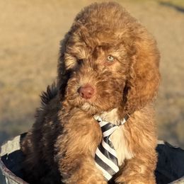 George - Brown and white male Saint Berdoodle puppy in Beach, North Dakota from Badland St. Berdoodles LLC